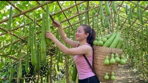 Собираю урожай тыквы в саду для продажи на рынке. Энн. Вьетнам