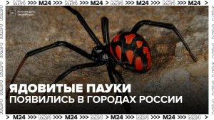 Ядовитые пауки-каракурты появились в российских городах - Москва 24
