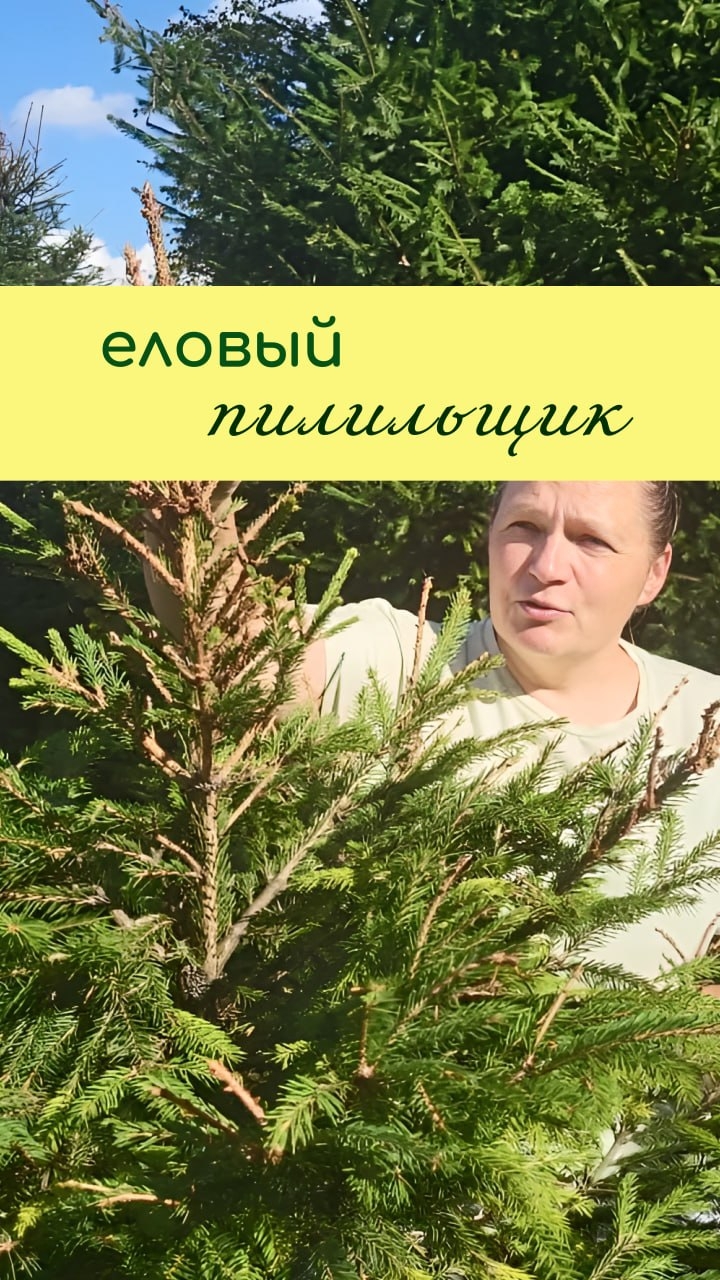 ЕЛОВЫЙ пилильщик