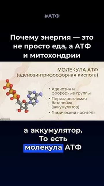Что такое молекула #АТФ смотреть онлайн