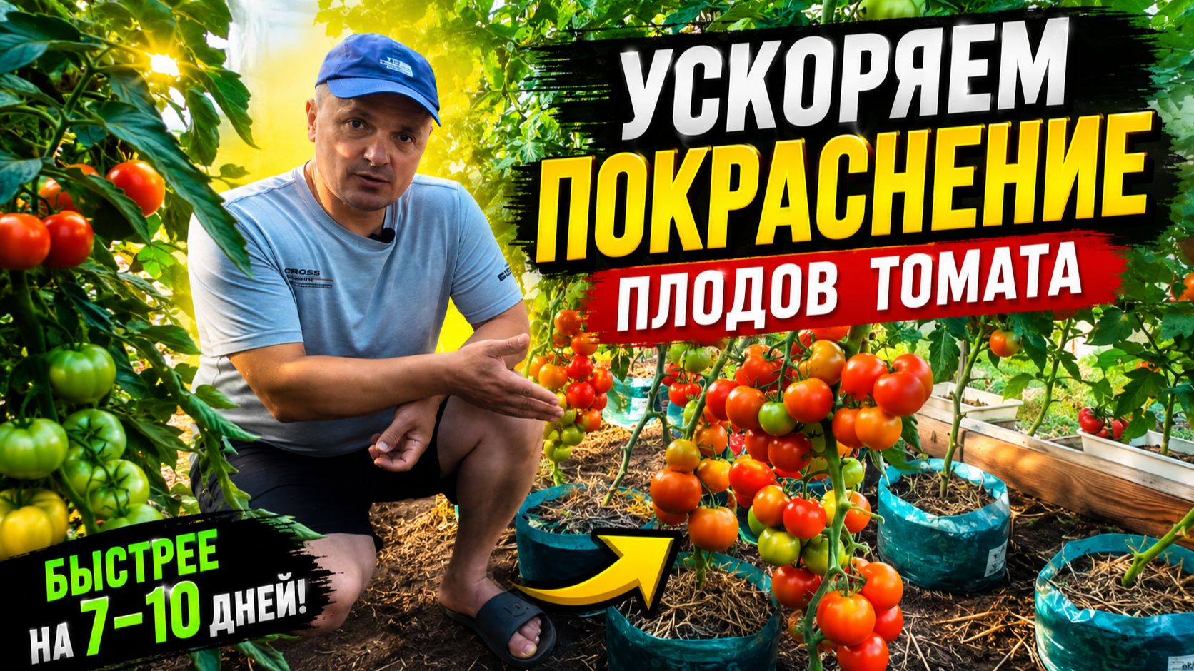 ЧЕТЫРЕ способа ускорить покраснение томатов. смотреть онлайн