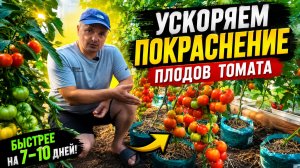 ЧЕТЫРЕ способа ускорить покраснение томатов.