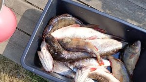 Сезон рыбалки я открыла. Мой улов 🐟