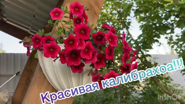 Калибрахоа красавица!!!