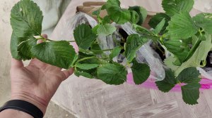 Пришли Саженцы Клубники Какие Сорта Посадила