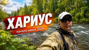 Много воды. Хариус ушёл в протоки, мы лезем за ним. Рыбалка в начале июня 2026. Приморский край.