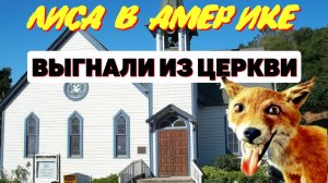 Выгнали из церкви /Лиса в Америке /Фанни 4 /Обзор