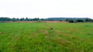 270726Дупель