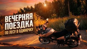 🌲 Сумерки в лесу — особое время, когда привычные дороги начинают выглядеть совершенно иначе.