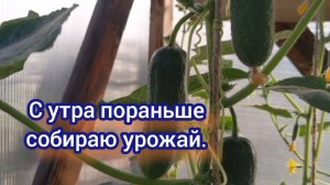 В 6 утра уже жара. Собираю огурцы, накопала свежей картошечки. Поработала , заряд энергии получила!
