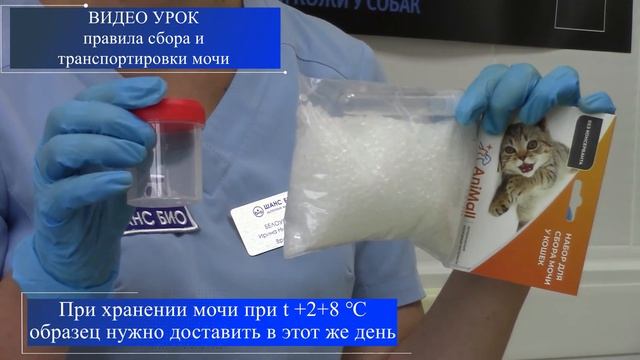ВИДЕО УРОК ПРАВИЛА СБОРА И ТРАНСПОРТИРОВКИ МОЧИ