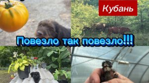 ❤️Проводили и в дорогу/ Казаки рулят🙏/ Чудо в перьях/ Сбор алычи