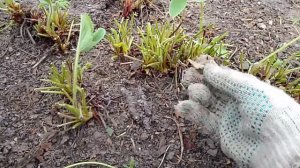 Начала обрезать старые листья клубники 🍓/Борьба со слизнями/Простая жизнь в провинции/Россия 🇷🇺