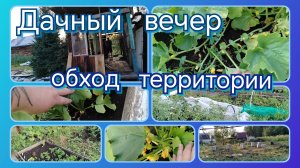 Дачный вечер//обход территории