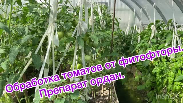 Обработка томатов от фитофторы.