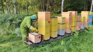 Осмотр шестирамочных ульев на наличие расплода и мёда