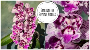 Безымянный пелоричный биглип из Азии от «Sunny Orchid» 🌸 Пятнистая нежнятина! 🥰