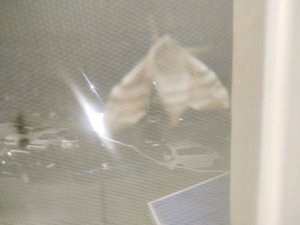 я делаю себе накладные ногти