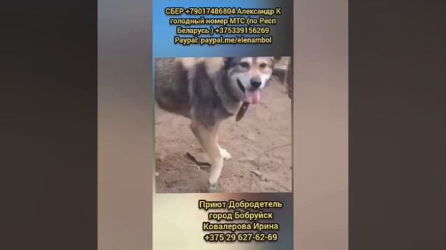 Помогите продолжить спасение Собак из усыпалки!
город Бобруйск. Это приют Добродетель смотреть онлайн