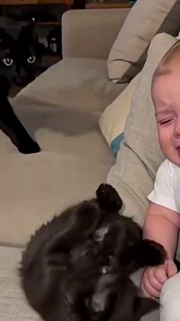 Кошка понимает, а вы?