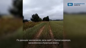 Во Владимирской области заметили следы медведя