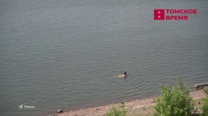 С начала 2026 года на водоёмах Томской области погибли 22 человека
