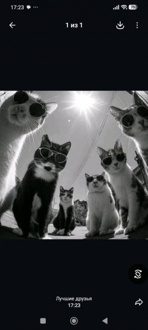 коты крутые