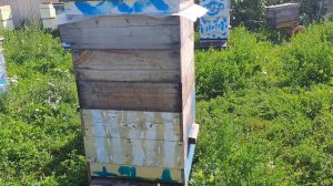 Жара +36. Работа пчёл, ульев и пчеловода в жару