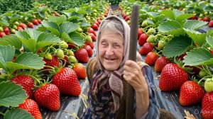 АННУШКА ВСЁ ТРУДИТСЯ . МЕЧТАЕТ РАЗВЕЗТИ КЛУБНИКУ .