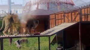 NNVX5778-27.07.2026_Видео от Ивана