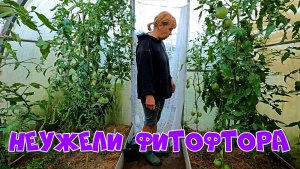 Подкопали картошку Неужели фитофтора