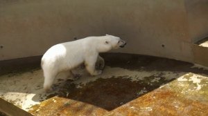 У медвежат Белки и Стрелки  уборка  бассейна, заливается вода, а сестренки весело шлепают по лужам.