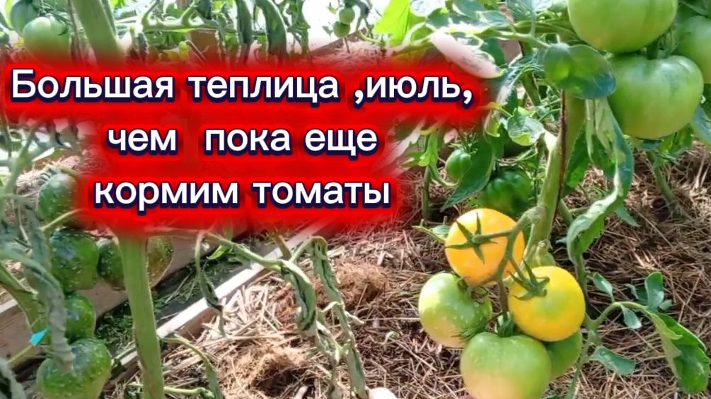 Большая теплица , часть2 , июль 2026 смотреть онлайн