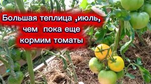 Большая теплица , часть2 , июль 2026