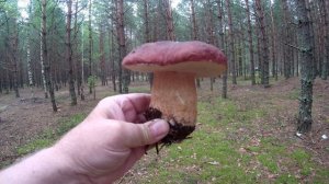 На разведку за грибами в понедельник.