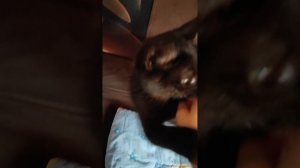 В спа салоне 🐱