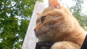 «С котом»