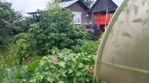 Чеснок убрали,успели до дождя.