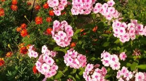 ПРОСТАЯ МАГИЯ ЦВЕТОВ НАШЕГО ДВОРА🌷🌷🌷💐💐💐🌿🌿🌿