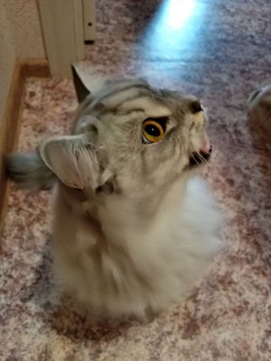 отвечаю на вопросы