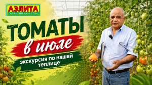 Наши ТОМАТЫ в ТЕПЛИЦЕ в июле