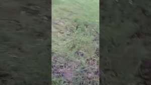 Пытаемся разбить улей