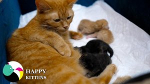 Мама-кошка родила четырех очаровательных котят.