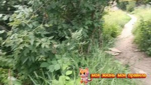 КОСТЫРЕВА**ЦЕНИ СЕБЯ **ЧУДЕСА🤔💭.ПОЛЫНЬ С МЕНЯ РОСТОМ. ЯБЛОКИ🍎. Сорвать надо.