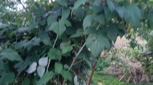 Стройка только начата!!!