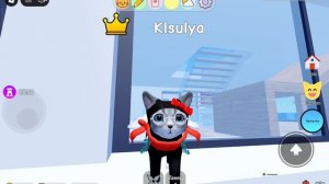 Играю в игру с котятами