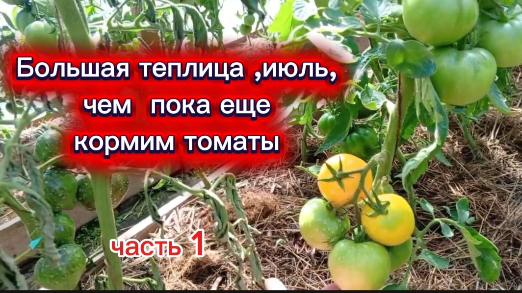 Большая теплица часть 1Продолжаем кормить томаты смотреть онлайн