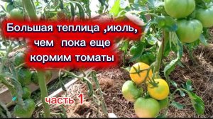 Большая теплица часть 1Продолжаем кормить томаты