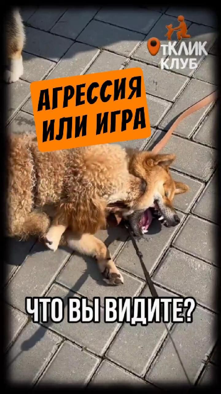 А Вы отличаете игру Вашей собаки от драки?