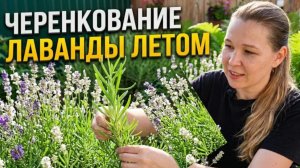 Для черенкования лаванды выбираю ствол без цветения 8-12 см. Размножение лаванды